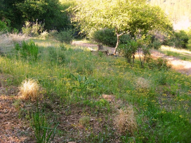 In the center is where the wildflower transplants were installed.