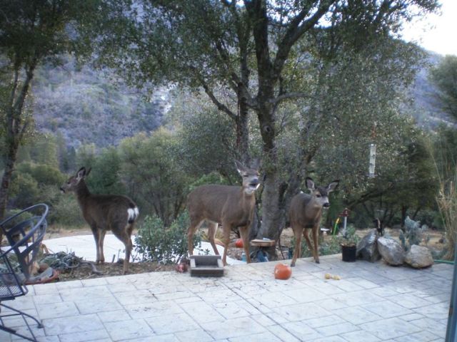 2007-1 Patio garden and deer
