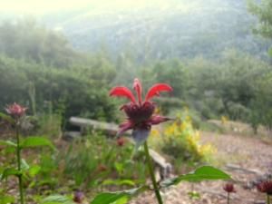 Red bee balm (2)