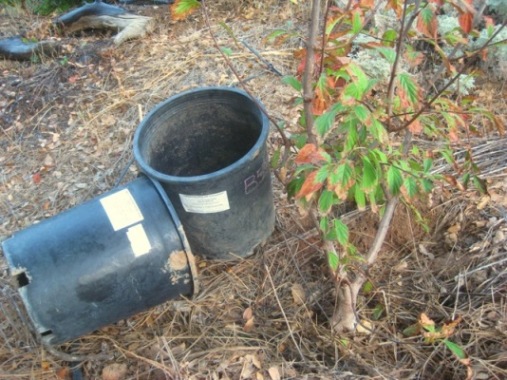 This viburnum was $5. in a 5 gallon can.  Who knows why it turned brown, but it was in the nursery a long time and needed to be put in the ground to grow!