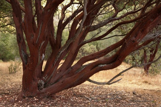 Musclular shaped branches of the stately manzanita