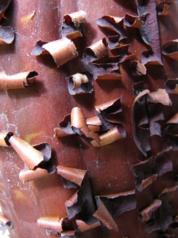 Peeling manzanita bark